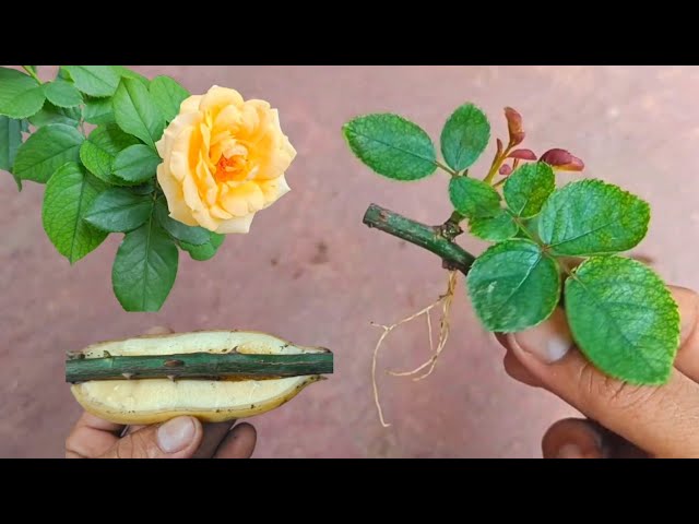 Best Natural Banana Hormone For Growing Roses With Branches | Try Planting Rose Branches