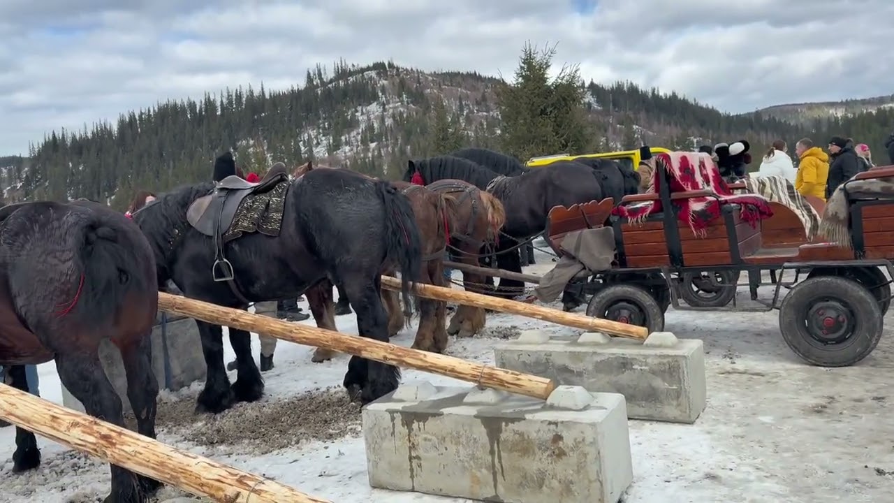 Expoziție SPECTACULOASĂ în Sadova, Bucovina! Cai și Câini de Rasă.