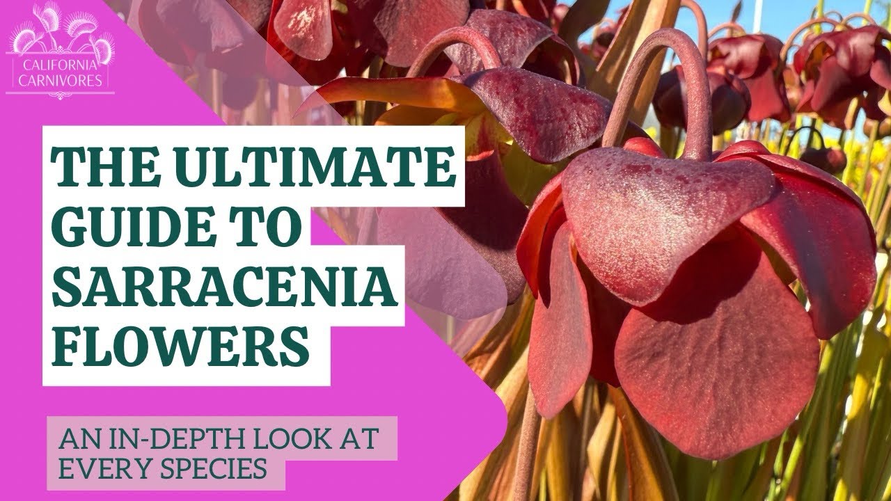 The Ultimate Guide to Sarracenia Flowers