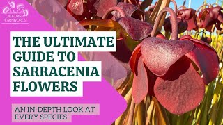 The Ultimate Guide to Sarracenia Flowers