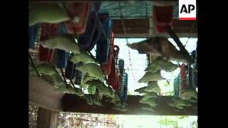 Largest Erfly Farm In Southeast Asia