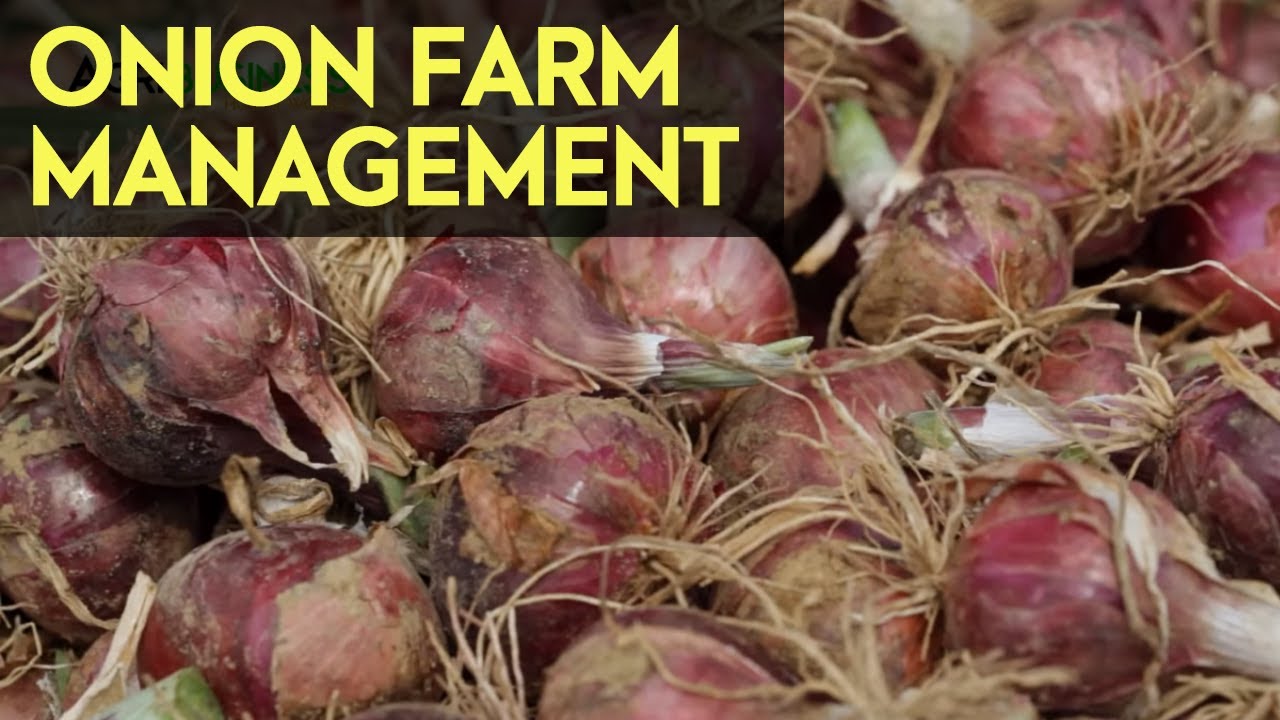 AGRICULTURE FARMING IN THE PHILIPPINES Onion Farm Management
