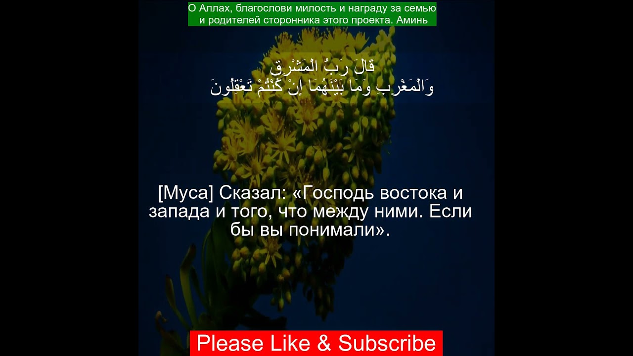 Коран Сура Аш-Шуара | 