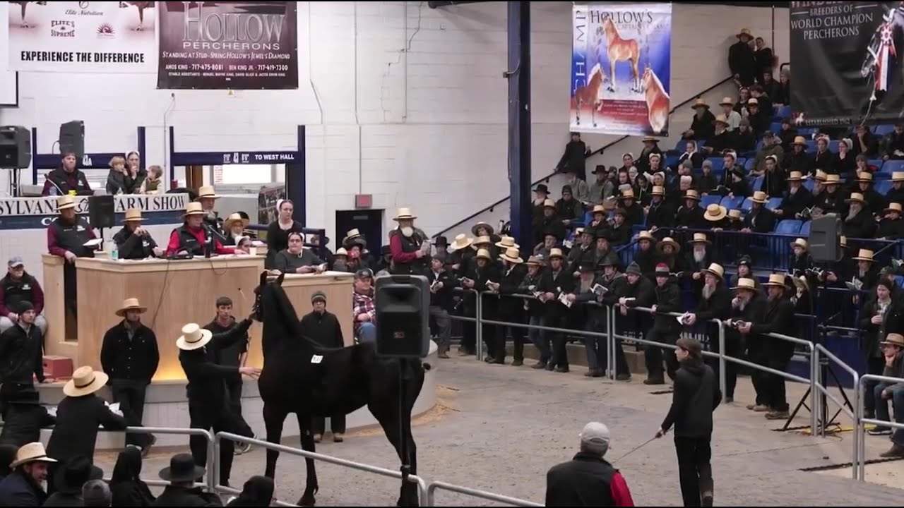 2026 Pa Draft Horse Sale wed sale