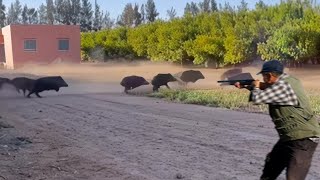 TOP 10 Herd Wild Boar Hunting|| Best Scenes ||SEASON: 2024- PART 3