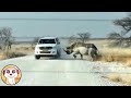 ECCO COSA POSSONO FARE QUESTI ANIMALI GRANDI !