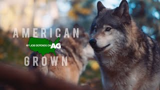 American Grown: My Job Depends on Ag | Sierra Valley Wolves Part 1 [4K]