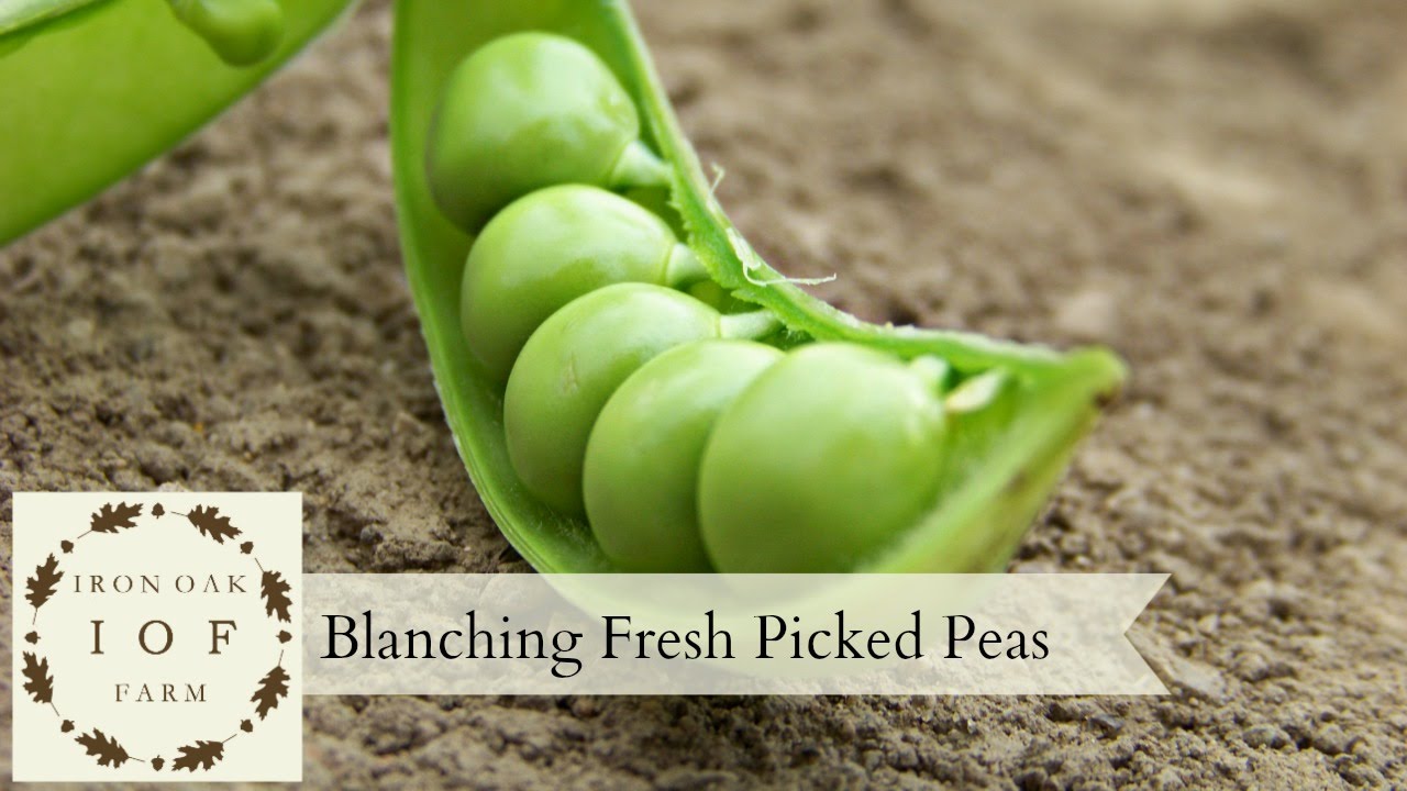Blanching Fresh Picked Peas YouTube
