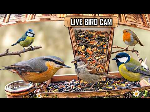 Bird Feeder Cam, Wild Garden Birds - Real‐Time Feeding Action (October 11, 2026)