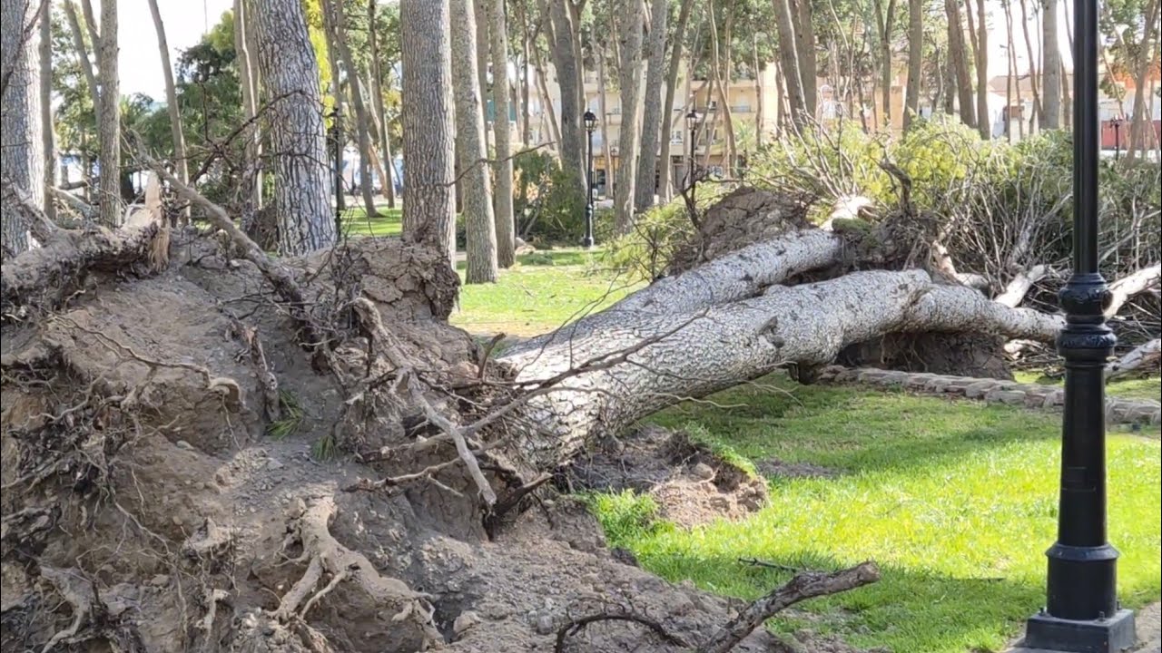  PINOS ARRANCADOS EN EL PARQUE DE HELLÍN POR VIENTOS DE  LA BORRASCA ORIANA. 15 FEBRERO 2026