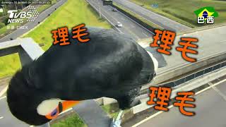 2超萌巨鳥亂入公路攝影機 下秒驚悚張嘴「狂啄」全都錄｜TVBS新聞
