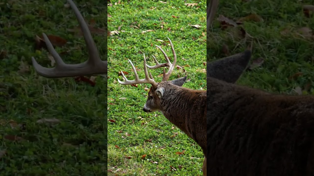 UP CLOSE!! BIG Buck Posturing A Decoy!! 