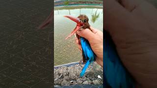 Perangkap Burung pemakan ikan #ikan #ikanhias #koi #shorts #budidayaikanhias