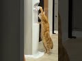 cat #shorts #viral