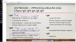 Clarification of IgG and IgM roles