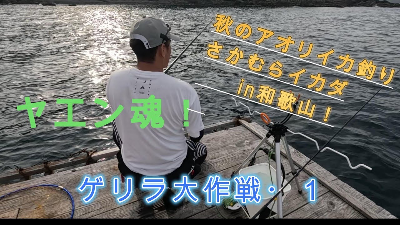 さかむらイカダin和歌山❗️秋アオリイカ・ゲリラ作戦  ‼️001