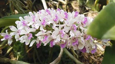 Tổng hợp mùa hoa lan Ngọc điểm rừng nở tại Rừng Lan 3 tháng 2!