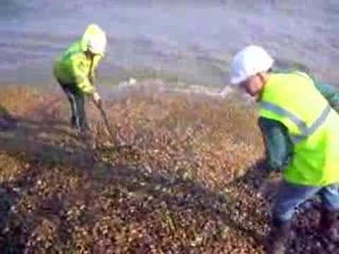 Elastocoast