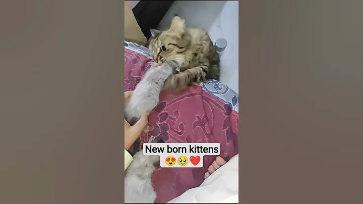 Watch the video about New Born kittens 😍🥹❤️ #kitten #shortsfeed #shortvideo #viral #cat