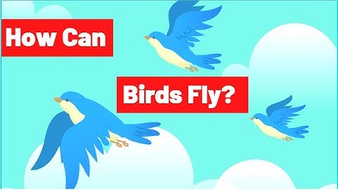 How do birds fly| flying in birds