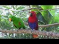 Santuario lapas NATUWA / Macaw Sanctuary NATUWA