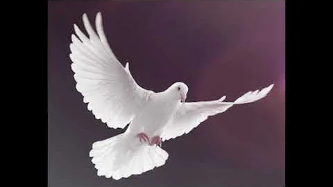 Gospel-Pinkster-koortjies-op die vlerk van u spier wit duif