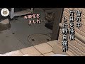 雪の降る中現れたモフモフな野良猫にご飯と暖かいお布団を用意した結果が…!?