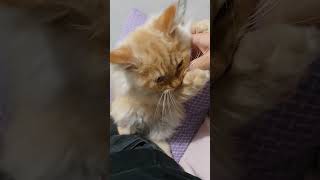 Ginger kitten ASMR purrs and attack