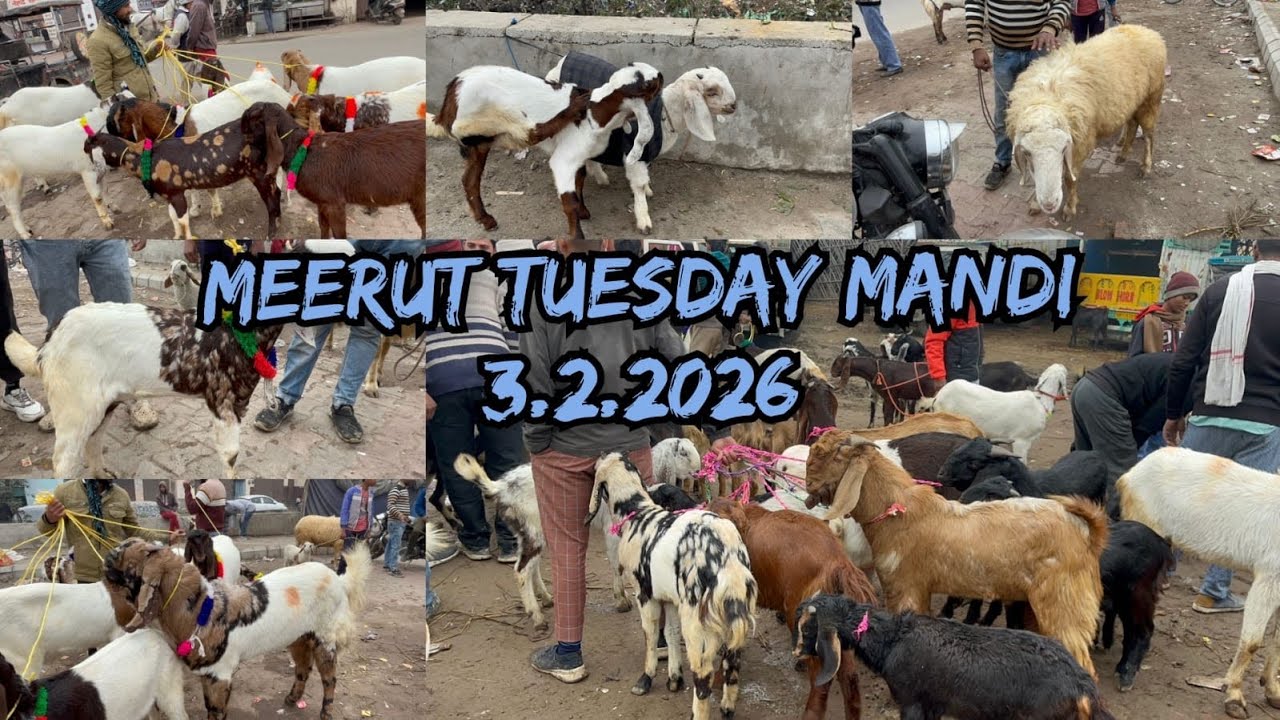 Meerut Tuesday Bakra Mandi 3 February 2026 #azharvlogs #goat #bakramandi #today #viralvideo #animals
