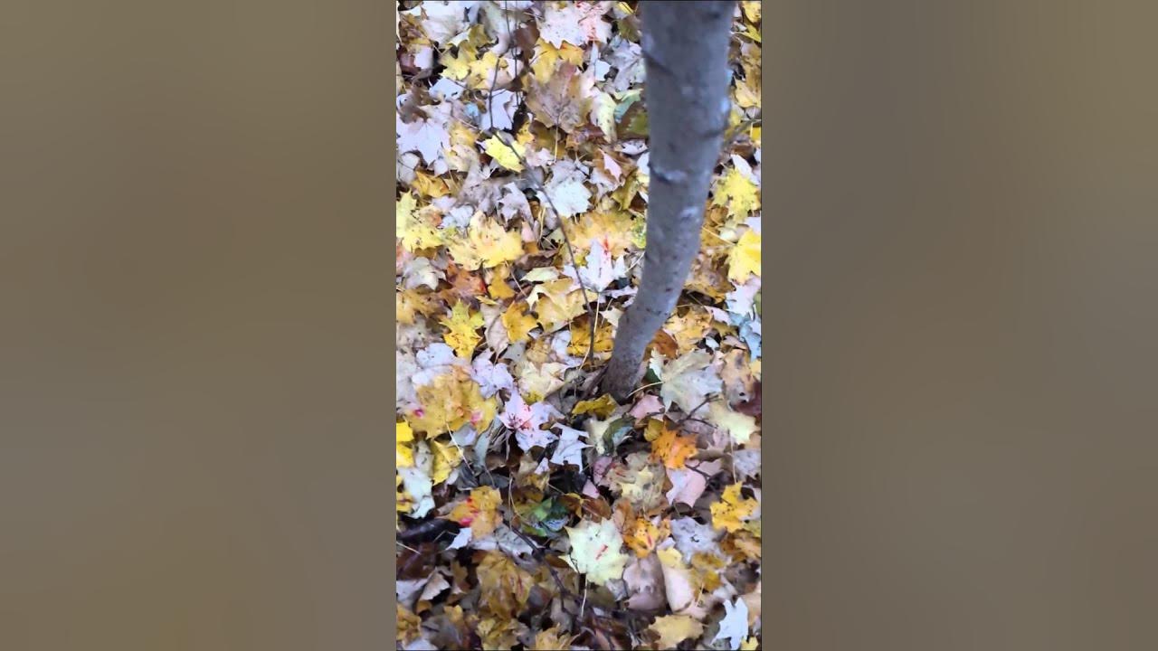 Rage broadhead blood trail YouTube