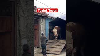 Tonluk Dana Nakli̇yesi̇