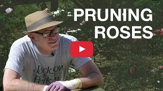 Pruning Roses