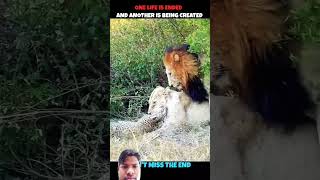 #wildlife #animals #duet #lion #snake #nature #cheetah #reptiles