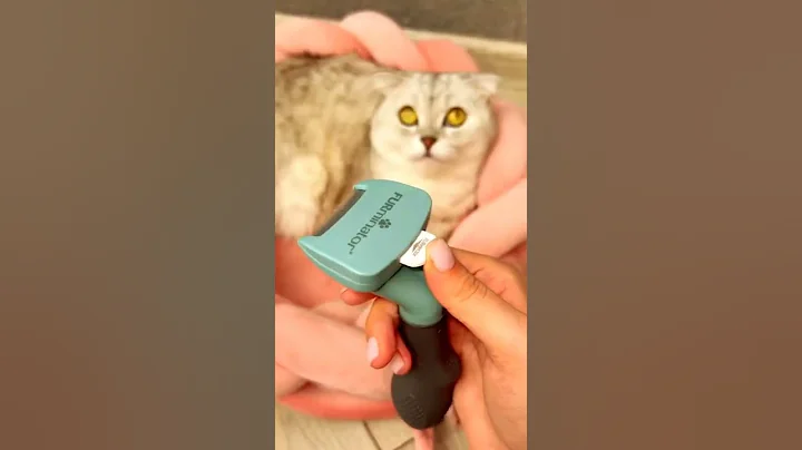 Video 11747831: kitten kitty pets meow, pet cat kitten kitty, kitty cat lover pets, cute cats best funny