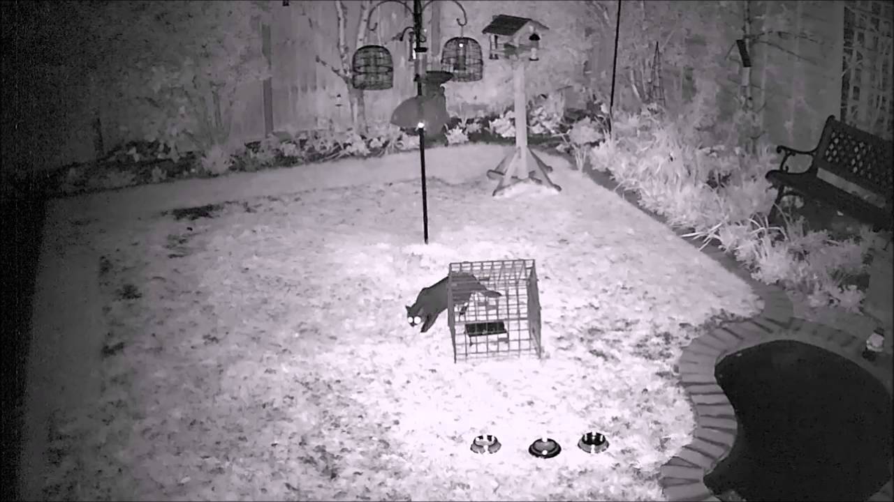 hedgehog meaning in hindi Local felines visit us throughout the night