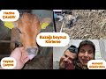 BUZAĞI BOYNUZ KÖRLEME / TAVUK YERİNDE HAZİNE / KAYAYA ÇARPTIK