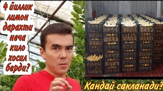 картинка: Лимонни кандай килиб узок вакт саклаш мумкин, ва даромади канча?