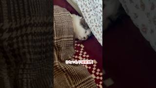 朝からほっこり癒しをありがとう(*^^*)こたつむりしんちゃんෆ˚*