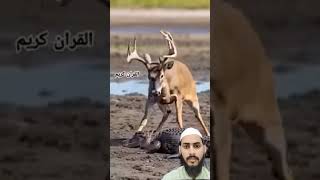 SURAH AL-ALAQ 😭Beautiful #Quran reaction#ytshort #allah hu akbar