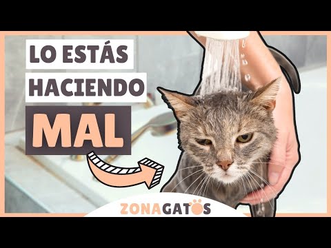 Video: Cómo Lavar A Un Gato Si Tiene Miedo