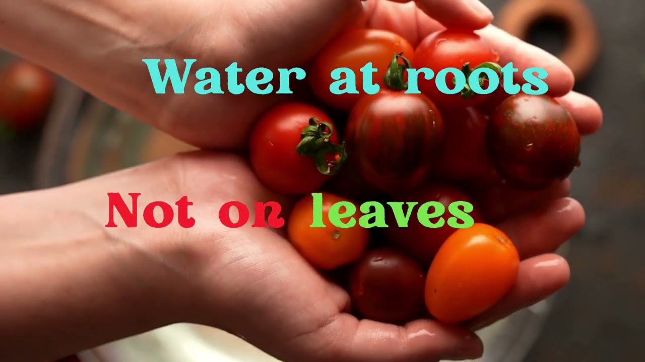 Song about Growing Tomatoes in the tropics