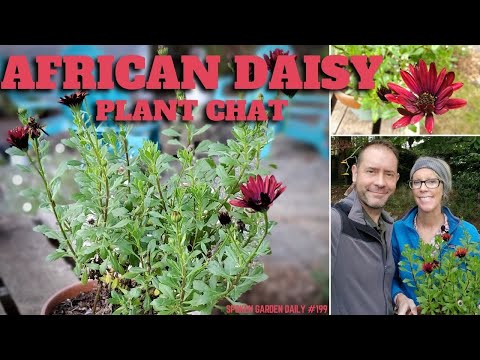 فيديو: Growing Osteospermum: كيفية رعاية الإقحوانات الأفريقية