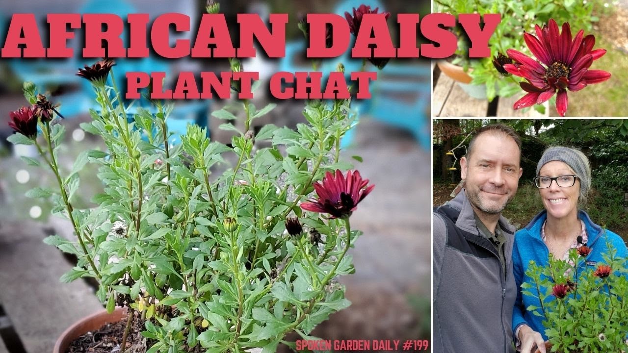 African Daisy Plant Chat Sgd 199 Youtube