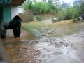 Gorillas in the Rain