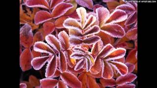 Black Eyed Peas  Imma Be