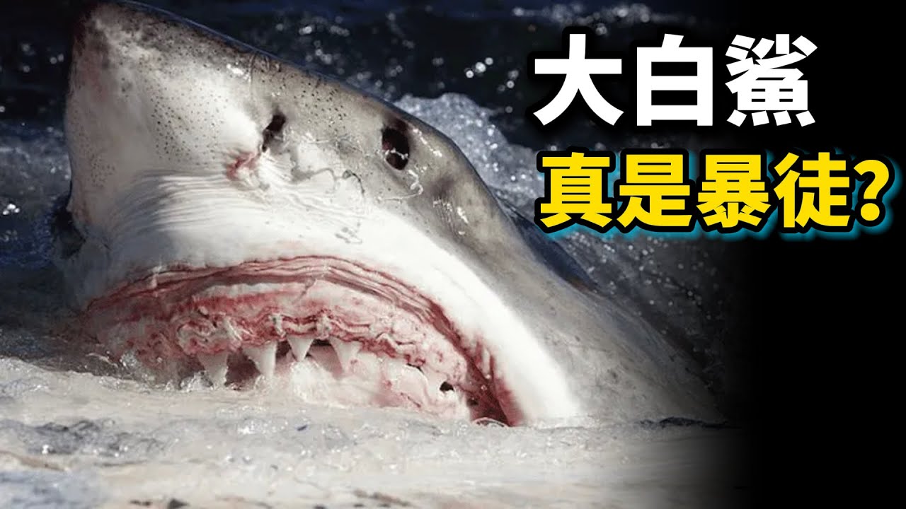 顛覆想象的真實大白鯊，它們竟然如此的聰明！！！