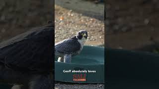 Peregrine Falcon Bath