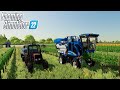 КУПИЛИ ВИНОГРАДНИКИ.СБОР ВИНОГРАДА В FARMING SIMULATOR 2022