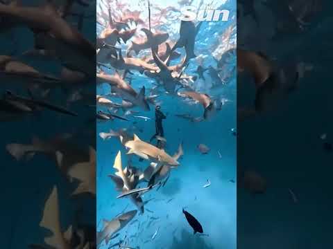 Diver surrounded by hundreds of nurse sharks in the Maldives #shorts.