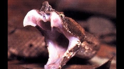 Snake Bytes TV - Snake Bites a Moth Ball? SnakeBytesTV